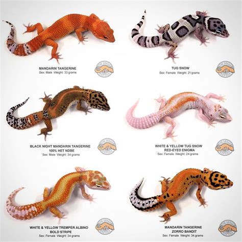 leopard gecko morphs chart.